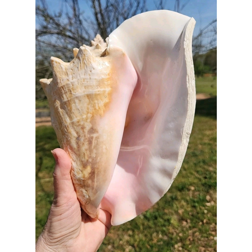 Vintage Queen Stromb Conch Shell Nautical Art Pink Natural - Picture 4 of 12
